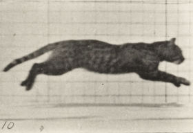 Plate 719 Cat galloping — figure reference